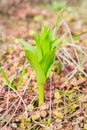 Young sprout of first spring flower. Beauty in nature Royalty Free Stock Photo