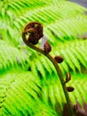 Young twisted fern Royalty Free Stock Photo