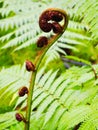 Young twisted fern Royalty Free Stock Photo