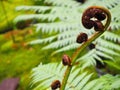 Young twisted fern Royalty Free Stock Photo