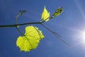 Young sprout of a grape-vine in the ray of sunshine against the blue sky Royalty Free Stock Photo