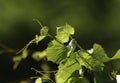 Young sprout on the grape vine Royalty Free Stock Photo