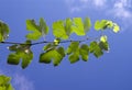 Young sprout of a grape-vine in sunshine against the blue sky Royalty Free Stock Photo