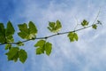 Young sprout of a grape-vine in sunshine against the blue sky Royalty Free Stock Photo