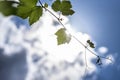 Young sprout of a grape-vine in sunshine against the blue sky Royalty Free Stock Photo