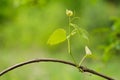 Young sprout on the grape vine Royalty Free Stock Photo