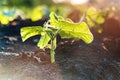 Young sprout on green background in the sunlight Royalty Free Stock Photo