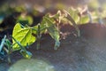 Young sprout on green background in the sunlight Royalty Free Stock Photo