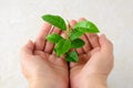 Young sprout with green leaves in woman hand palms. Growth of a new business or a new life and a symbol of nature and environment Royalty Free Stock Photo