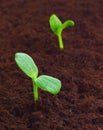 Young sprout in the ground