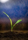 Young sprout growing in the garden in the rain as a symbol of new life. Gardening, agriculture and ecology concept Royalty Free Stock Photo