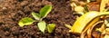 A young sprout grows out of the soil after waste recycling. Royalty Free Stock Photo