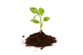 Young sprout grows from a pile of black earth, isolated on a white background. Concept of growth or new life Royalty Free Stock Photo