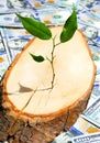 A young sprout grows from a stump against the background of 100 dollar bills Royalty Free Stock Photo