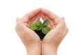 Young sprout and hands Royalty Free Stock Photo