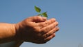 Young sprout in hands of the farmer. gardener`s hands hold a green seedling in their palms against the sky Royalty Free Stock Photo