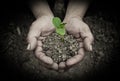 Young sprout in hands Royalty Free Stock Photo