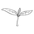 Young sprout icon. Vector of a young plant for spring planting. Hand drawn plant, flower Royalty Free Stock Photo