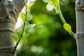 Young sprout of jackfruit growing from tree