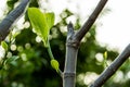 Young sprout of jackfruit growing from tree