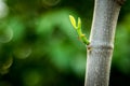 Young sprout of jackfruit growing from tree