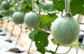 young sprout of Japanese melons or green melons or cantaloupe melons plants growing in greenhouse organic melon farm Royalty Free Stock Photo