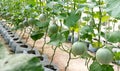 young sprout of Japanese melons or green melons or cantaloupe melons plants growing in greenhouse organic melon farm Royalty Free Stock Photo