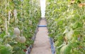 Young sprout of Japanese melons or green melons or cantaloupe melons plants growing in greenhouse supported by string melon nets Royalty Free Stock Photo