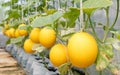 young sprout of Japanese melons or yellow melons or cantaloupe melons plants growing in greenhouse organic melon farm Royalty Free Stock Photo