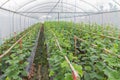 Young sprout of japanness melons or green melons or cantaloupe melons plants growing in greenhouse Royalty Free Stock Photo