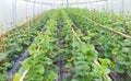 Young sprout of japanness melons or green melons or cantaloupe melons plants growing in greenhouse Royalty Free Stock Photo