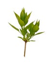 Young sprout of lilac branch. Isolate