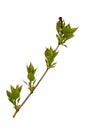 Young sprout of lilac branch. Isolate