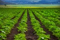 Young sprout lines on sunflower field