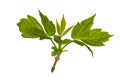 A young sprout of the maple branch. Isolate Royalty Free Stock Photo