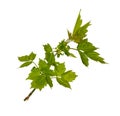 A young sprout of the maple branch. Isolate Royalty Free Stock Photo