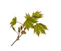 Young sprout of a maple branch. Isolate