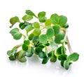 Young sprout microgreen isolated with shadow. Clipping path. Royalty Free Stock Photo