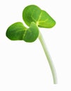 Young sprout microgreen isolated with shadow. Clipping path. Royalty Free Stock Photo