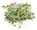Young sprout microgreen isolated with shadow. Clipping path. Royalty Free Stock Photo