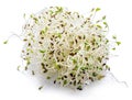 Young sprout microgreen isolated with shadow. Clipping path. Royalty Free Stock Photo