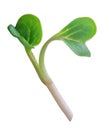 Young sprout microgreen isolated with shadow. Clipping path. Royalty Free Stock Photo