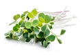 Young sprout microgreen isolated with shadow. Clipping path. Royalty Free Stock Photo