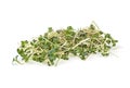 Young sprout microgreen isolated on white background. Micro baby leaf vegetable of green radish seeds sprouts