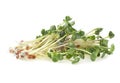 Young sprout microgreen isolated on white background. Micro baby leaf vegetable of green radish seeds sprouts