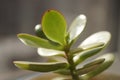 Young sprout money tree. Crassula flower closeup Royalty Free Stock Photo