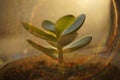 Young sprout money tree. Crassula flower closeup Royalty Free Stock Photo