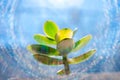 Young sprout money tree grow in blue sky with sun rays. Crassula flower closeup Royalty Free Stock Photo