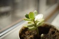 Young sprout money tree grow in a pot. Crassula flower on the windowsill Royalty Free Stock Photo