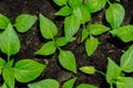 Young sprout new green pepper plant at soil, plant leaves against a black earth background, seedlings, close-up Royalty Free Stock Photo